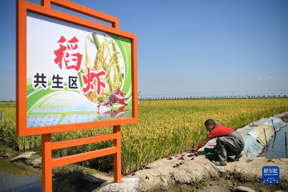 庄龙宝是什么意思